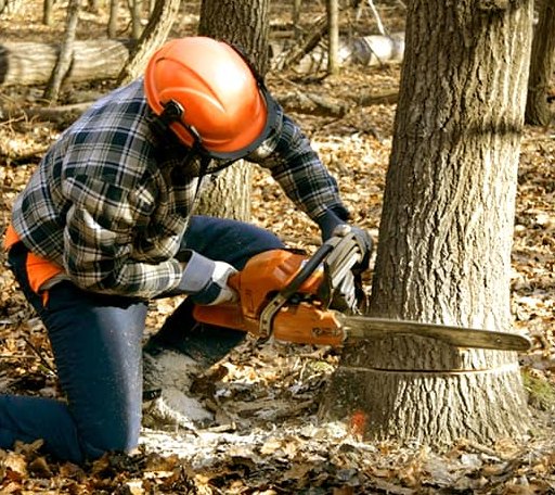 Tree Removal in Hales Corners, WI